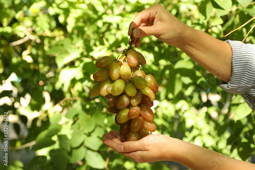 Female hands hold ripe grape outdoor against trees