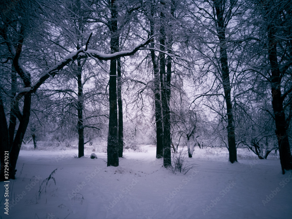 Naklejka premium trees in the snow