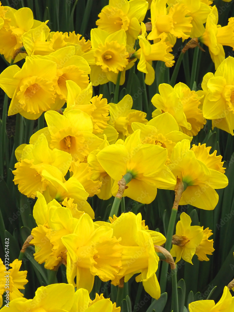 Spring is Here - A tightly grouped bunch of spring time Daffodil blooms Spring is Here - A tightly grouped bunch of spring time Daffodil blooms