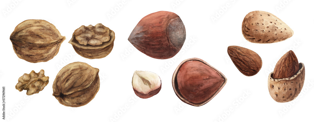 Set of watercolor illustrations of nuts. white background. isolated. Walnut, hazelnut, almond Set of watercolor illustrations of nuts. white background. isolated. Walnut, hazelnut, almond