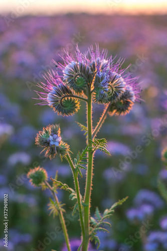 Phacelia photo