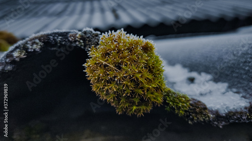 moss on the rocks