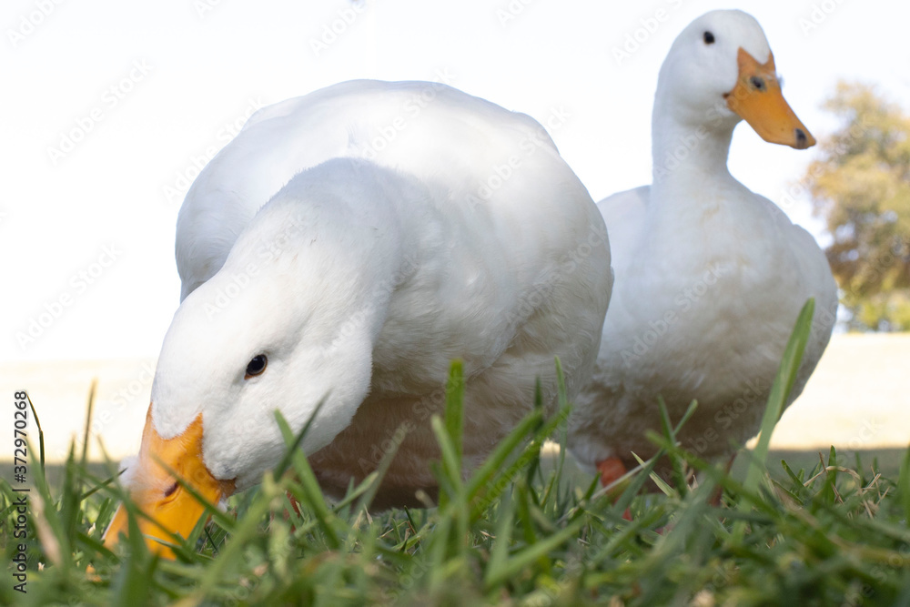 Obraz premium White Ducks on the Grass