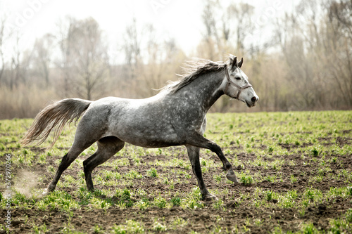 Beautiful horses gallop across the green field