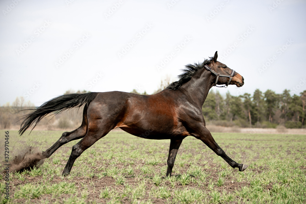 Beautiful horses gallop across the green field Beautiful horses gallop across the green field