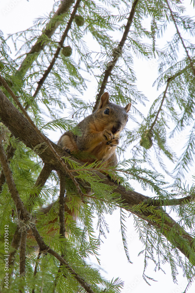 Obraz premium Squirrel Eating in a Tree