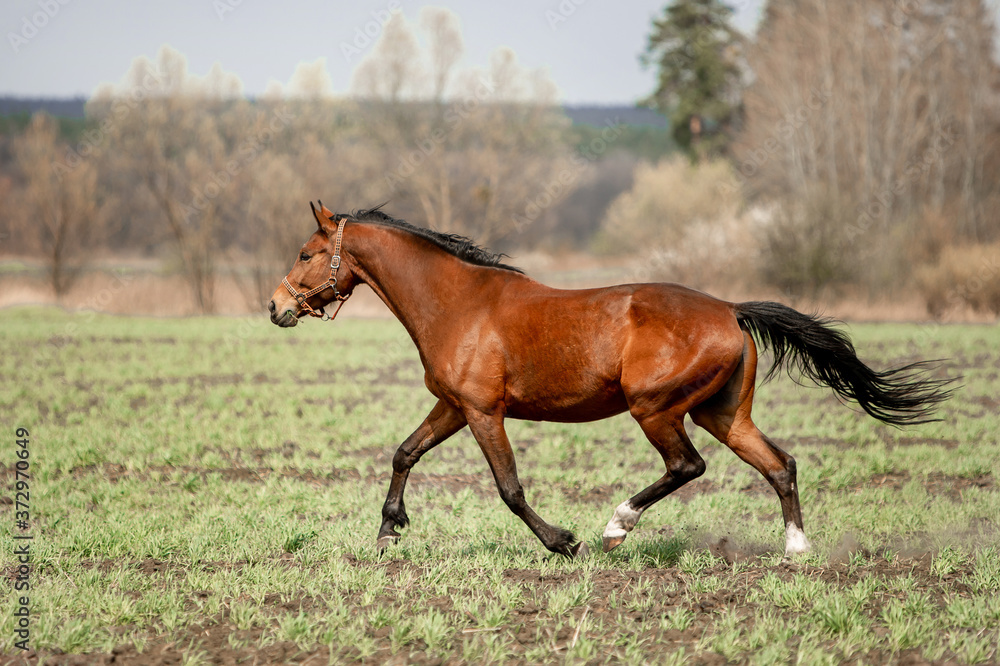 Beautiful horses gallop across the green field Beautiful horses gallop across the green field