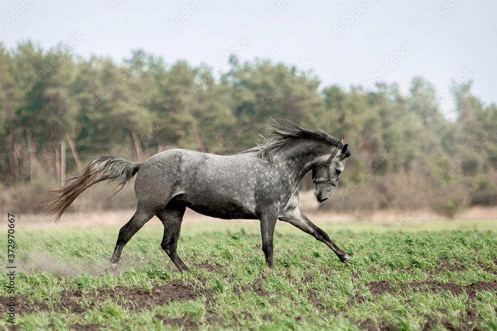 Beautiful horses gallop across the green field Beautiful horses gallop across the green field