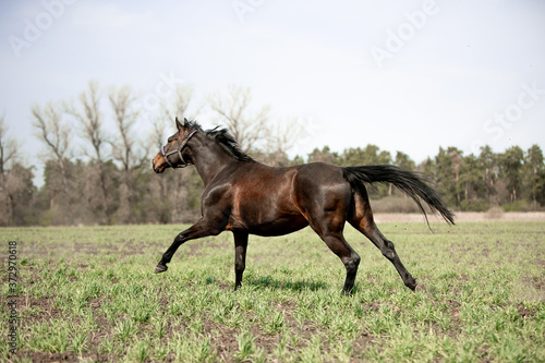 Beautiful horses gallop across the green field