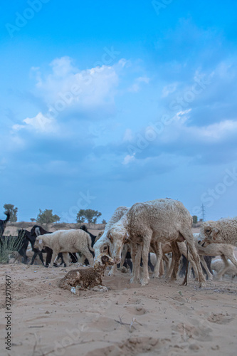 new born lamb with its mother in the desert of rajasthan