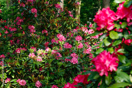 Pink rhododendron flowers in the park, Finland © Elena Noeva