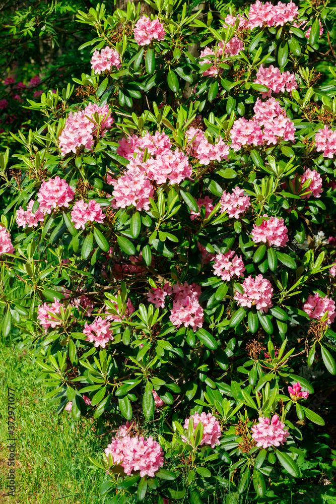 Bush with pink rhododendron flowers in the park, Finland Bush with pink rhododendron flowers in the park, Finland