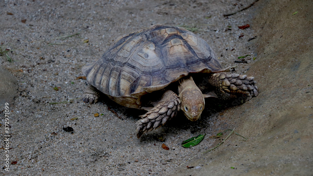 portrait view of Tortoise is walking rough road