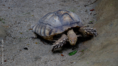 portrait view of Tortoise is walking rough road