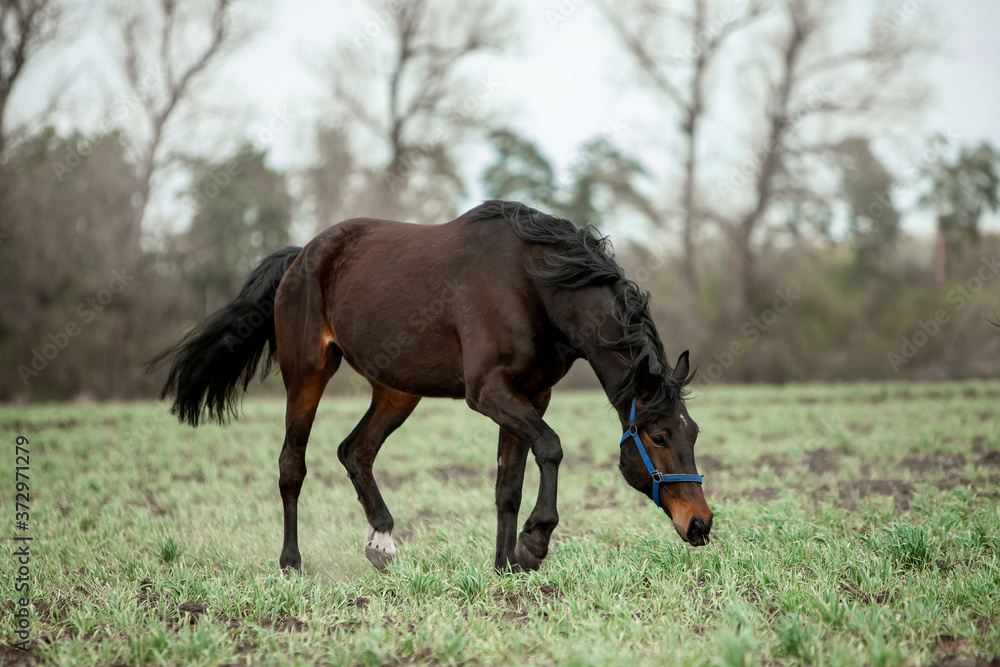 Beautiful horses gallop across the green field Beautiful horses gallop across the green field
