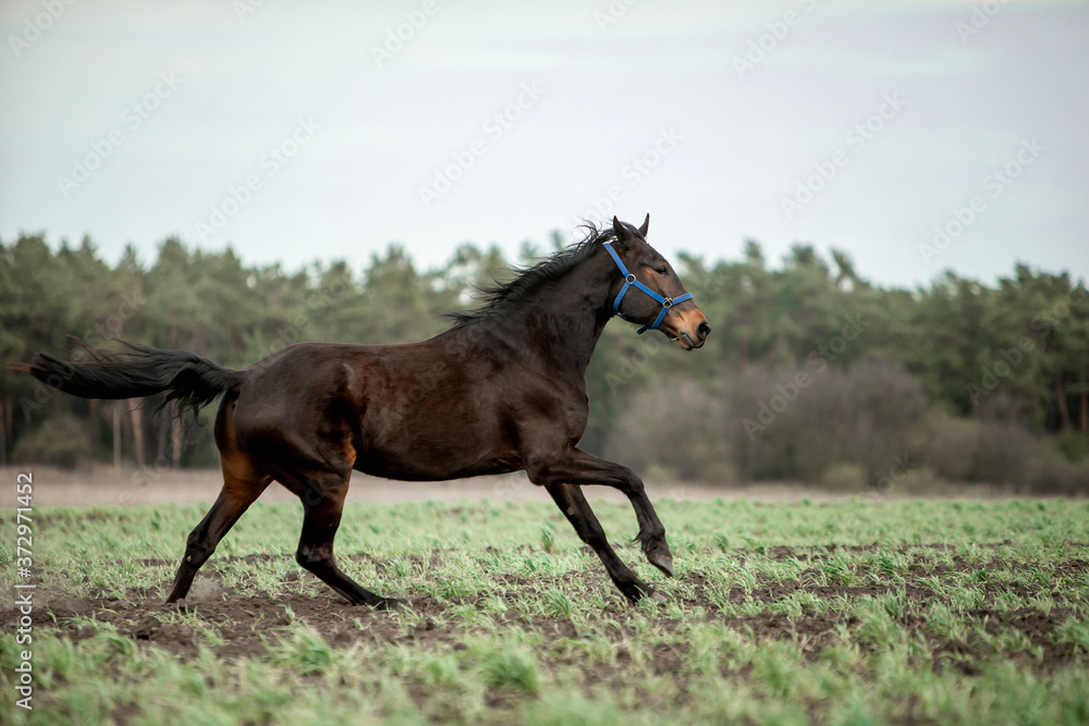 Beautiful horses gallop across the green field Beautiful horses gallop across the green field