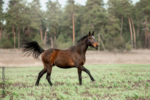 Beautiful horses gallop across the green field © Мария Старосельцева