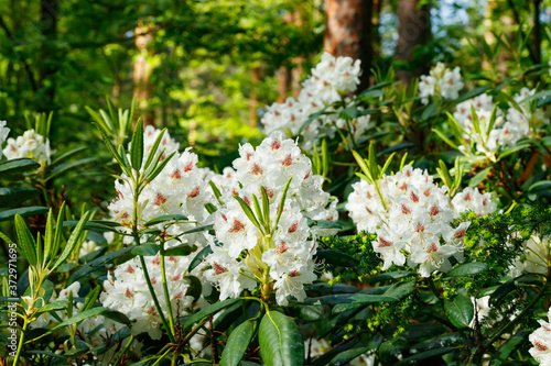 White rhododendron flowers in the park, Finland