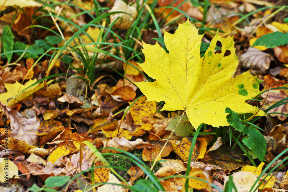 Autumn yellow leaf.