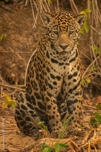 Face to face with the jaguar © Mateus Rauber
