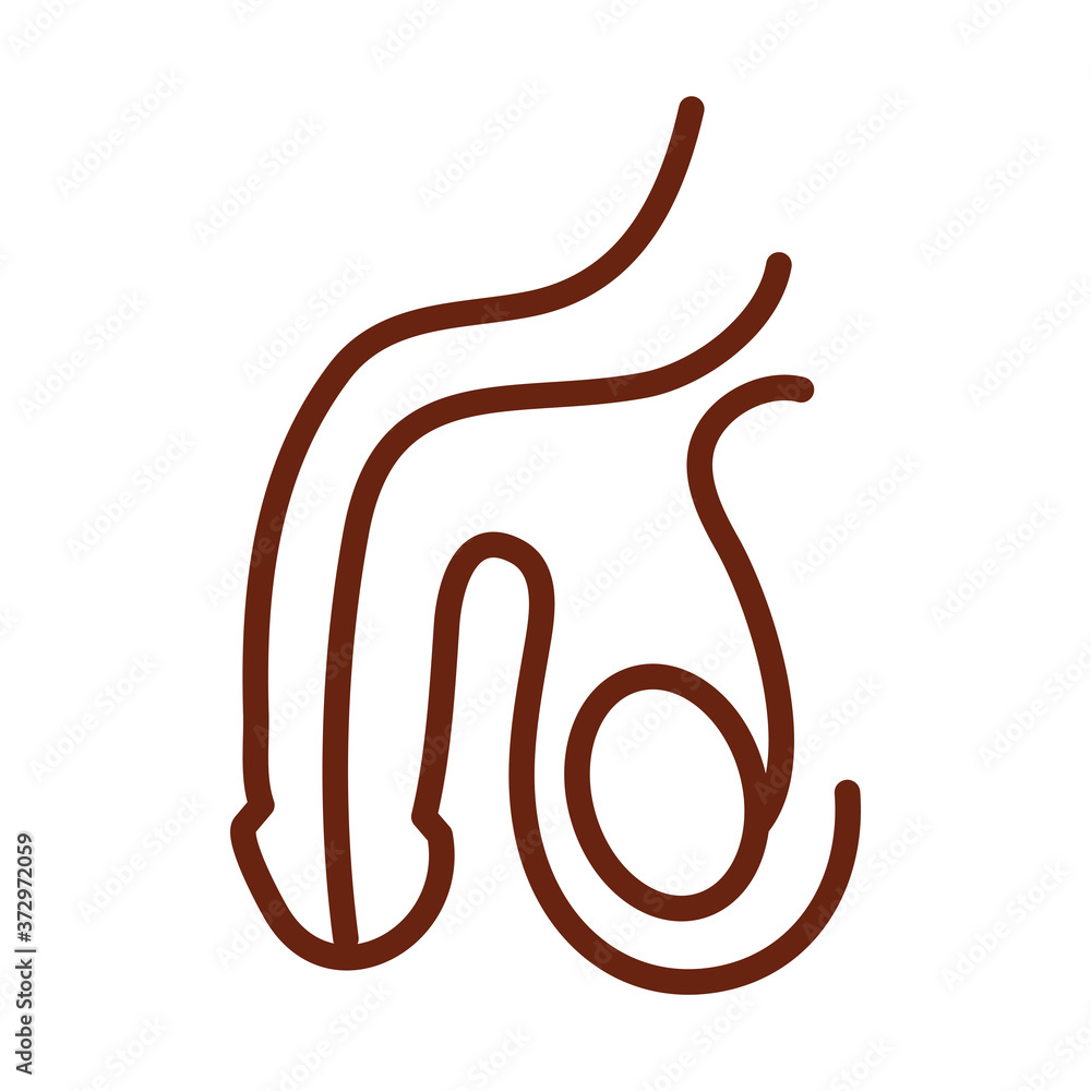 human body male reproductive system anatomy organ health line icon style