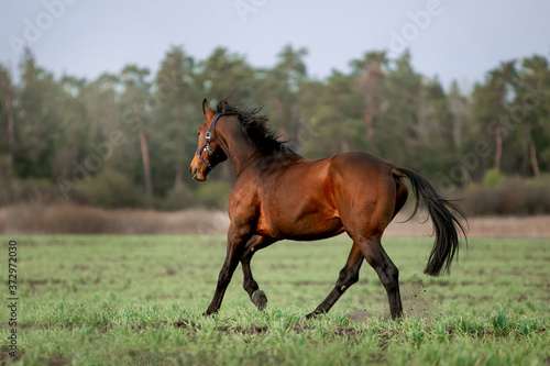 Beautiful horses gallop across the green field © Мария Старосельцева