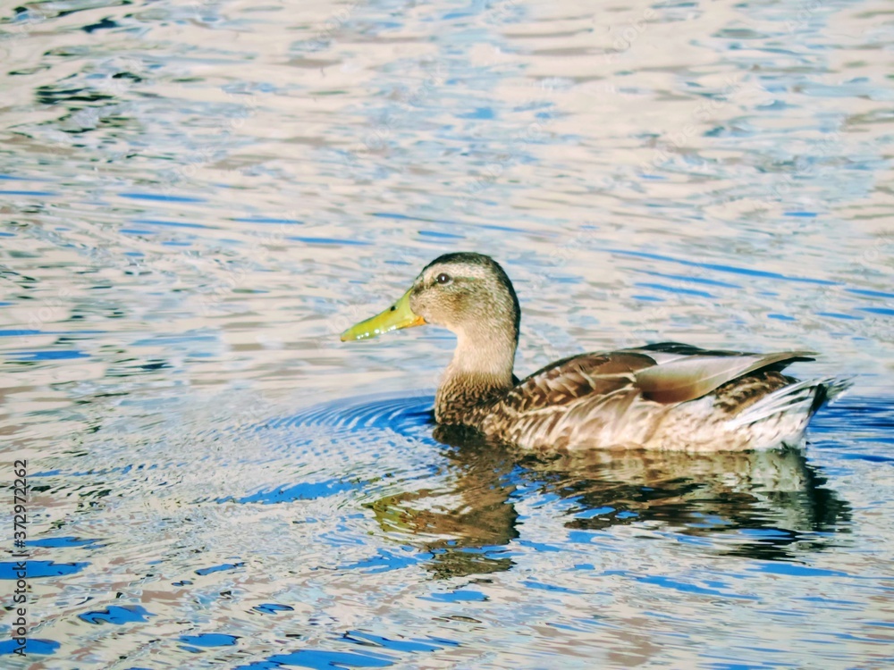 duck on the water duck on the water