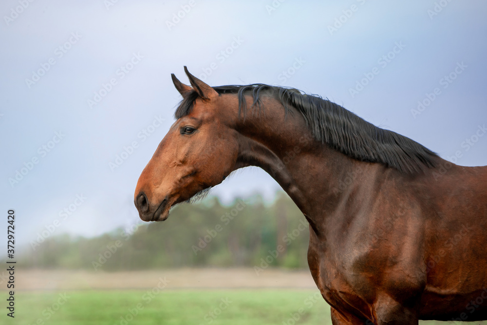 Fototapeta premium Beautiful horses gallop across the green field