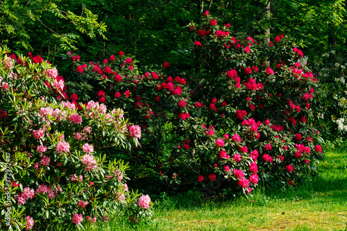 Bush with pink rhododendron flowers in the park, Finland