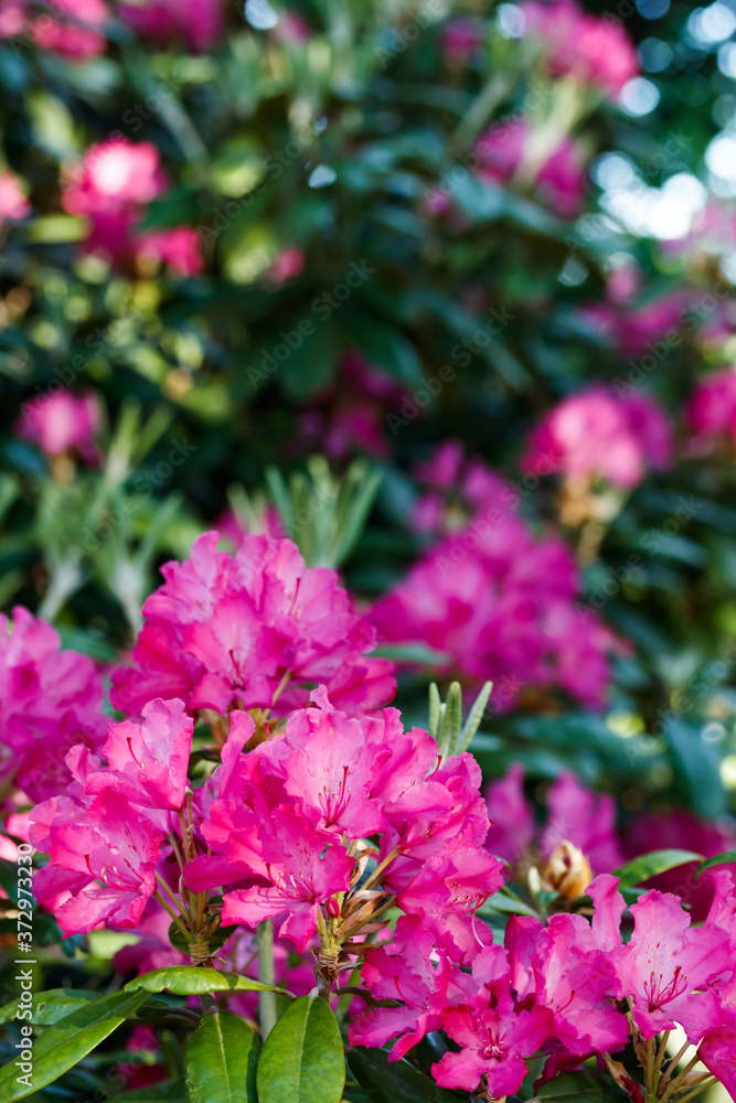 Pink rhododendron flowers in the park, Finland