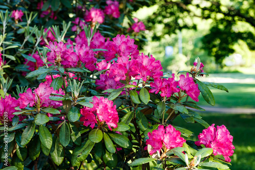 Pink rhododendron flowers in the park  Finland