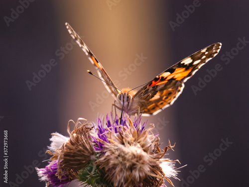 Fotografia Swalowtail butterfly sitting on the purple thistle flower