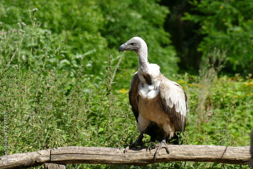 Obraz premium Weissrückengeier