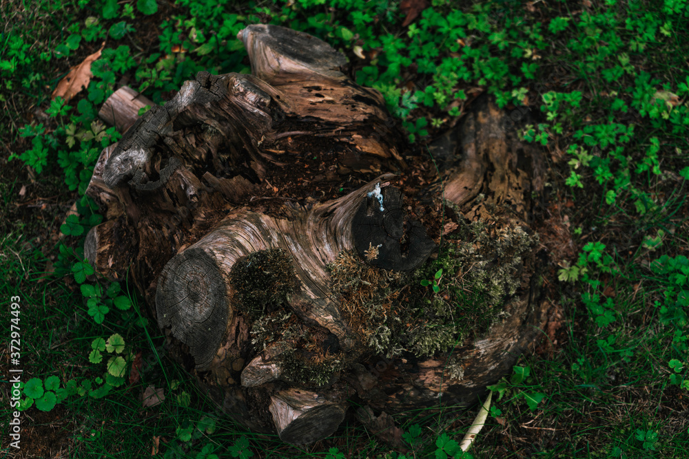 Forest Forest