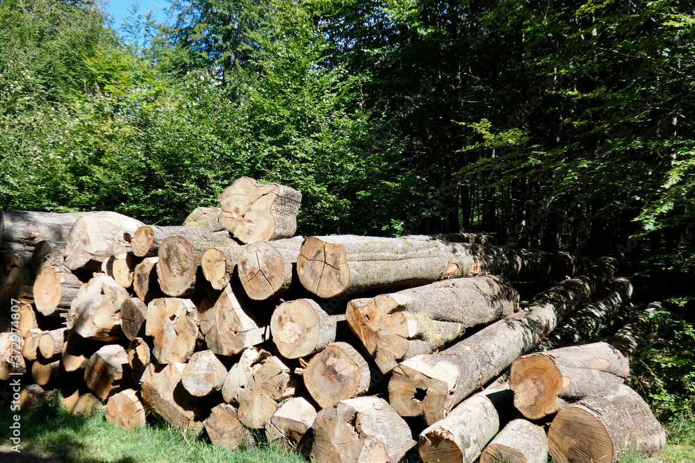 tronc d'arbres coupés énergie renouvelable tronc d'arbres coupés énergie renouvelable