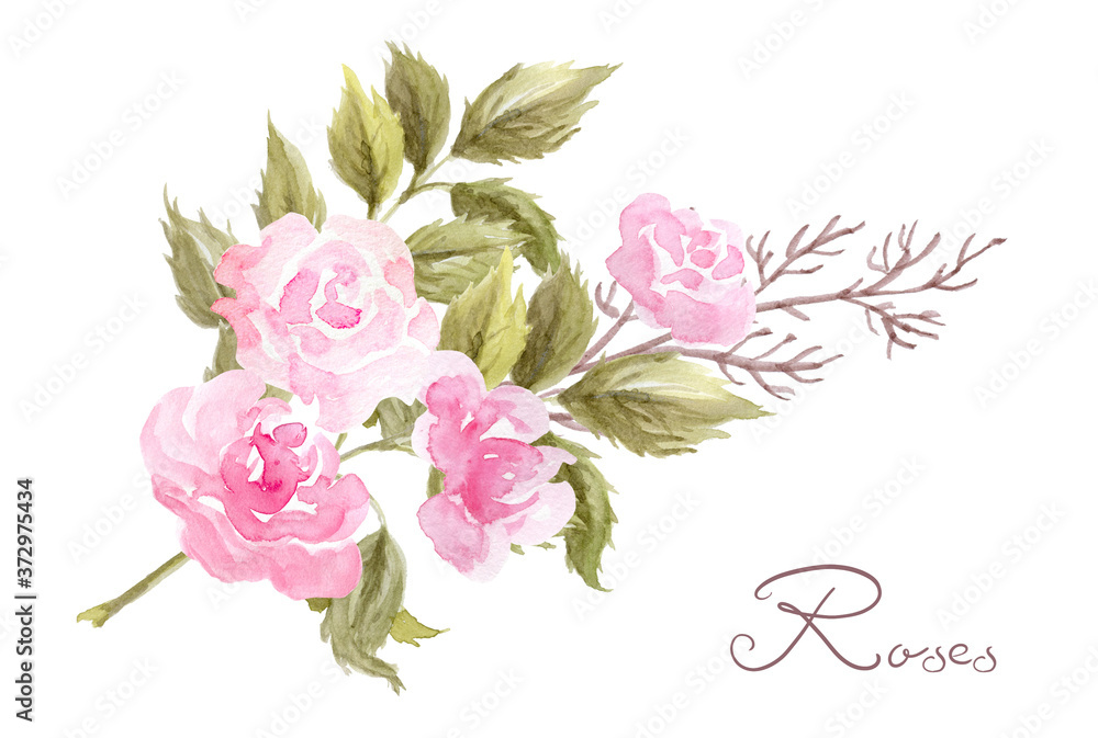 Hand drawn watercolor painting  with pink roses flowers bouquet isolated on white background. Floral ornament. Design element.