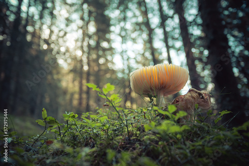 Tableau sur toile Toadstool, close up of poisonous mushroom in the forest
