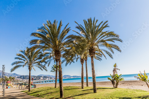 Oasis with green grass and palm trees on the beach  wonderful sunny day with a blue sky in Malaga Spain