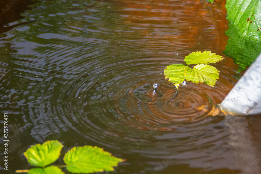 autumn leaves in water autumn leaves in water