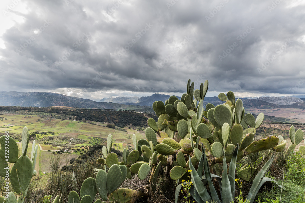 Cactus on a hill with the valley of Ronda and mountains in the background, wonderful cloudy day with abundant gray clouds in the province of Malaga Spain Cactus on a hill with the valley of Ronda and mountains in the background, wonderful cloudy day with abundant gray clouds in the province of Malaga Spain