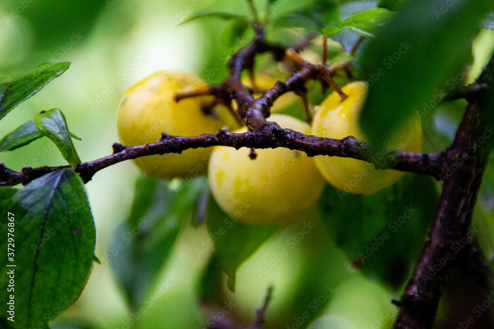 plums on tree plums on tree