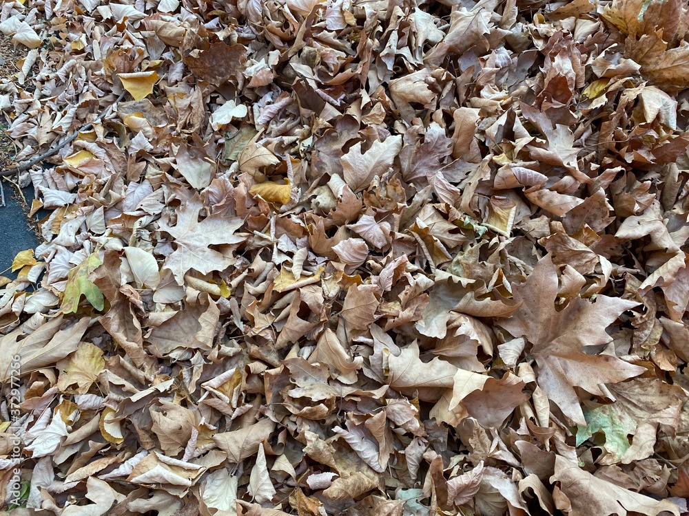 Top view autumn leaves background Top view autumn leaves background
