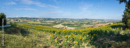 Campos de girasoles en Staffolo, provincia de Ancona, Italia, verano de 2019