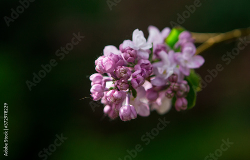 Flowering lilac