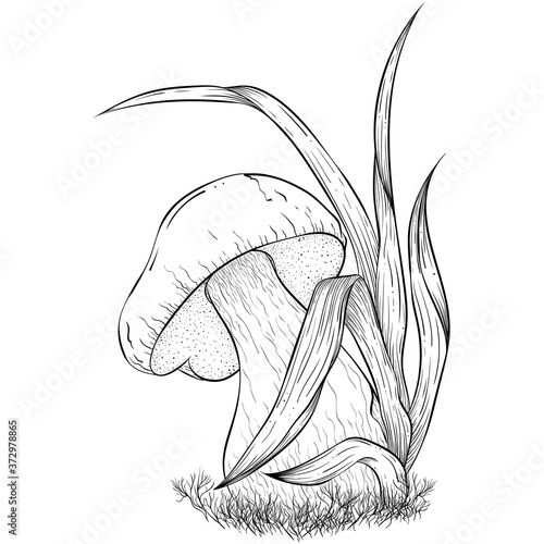 Cep mushroom vector illustration, porcini boletus with forest accessories. Edible mushroom isolated on white background. Autumn illustration in sketch style for coloring book