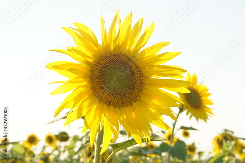 Sonnenblumen Bl  te im Sonnenlicht