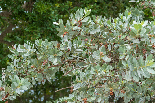 Silver buttonwood tree (Conocarpus erectus var. sericeus) - Hollywood, Florida, USA photo