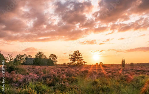 Lüneburger Heide 
