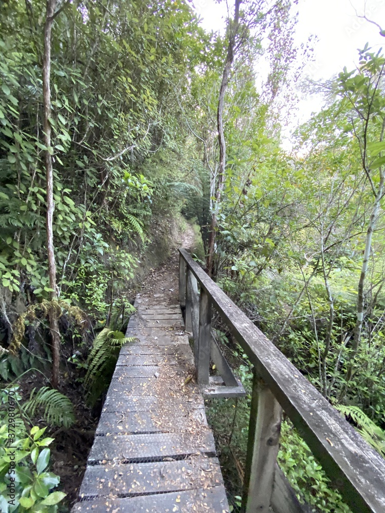Pont en bois dans la forêt, parc Abel Tasman, Nouvelle Zélande Pont en bois dans la forêt, parc Abel Tasman, Nouvelle Zélande