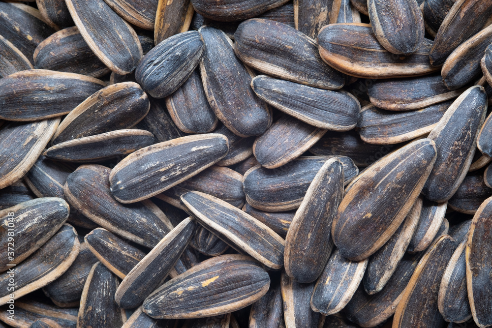 Close up Dried sunflower seeds for texture background. Close up Dried sunflower seeds for texture background.